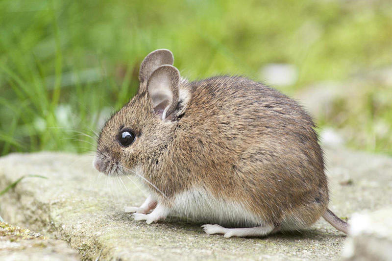 Astonishing facts, The fastest animal, The most aggressive, The most vengeful, The biggest brain proportionally, The smallest egg, The most lethal venom, The strongest bite, The fastest swimmer, The sleepiest animal, The longest-lived, The most poisonous on land, The loudest insect, The quickest color changer, The best construction worker, The most romantic (perhaps), The stickiest, The best jumper, The largest animal, The deepest call, The oldest insect, The best dancer, The most prolific breeder, The most electrifying, The greatest migrator