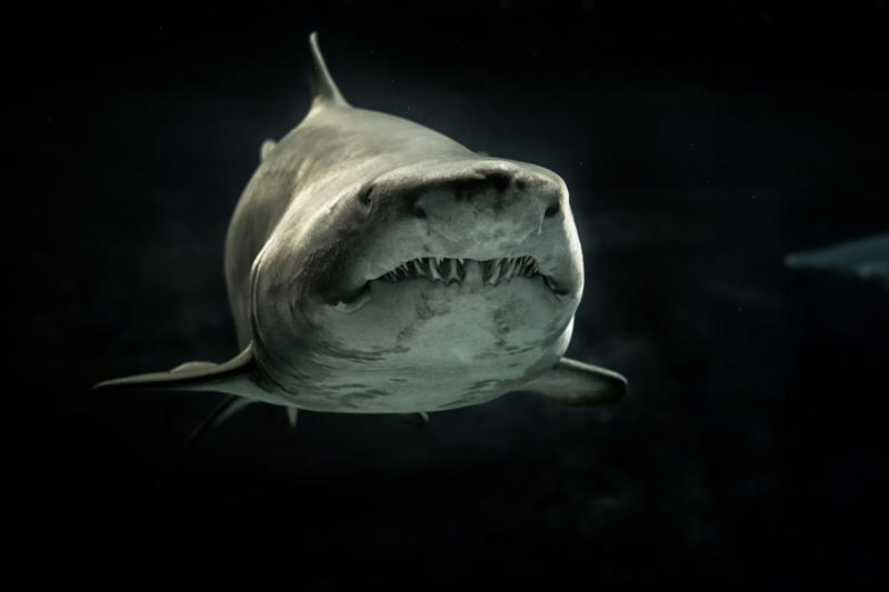 Astonishing facts, The fastest animal, The most aggressive, The most vengeful, The biggest brain proportionally, The smallest egg, The most lethal venom, The strongest bite, The fastest swimmer, The sleepiest animal, The longest-lived, The most poisonous on land, The loudest insect, The quickest color changer, The best construction worker, The most romantic (perhaps), The stickiest, The best jumper, The largest animal, The deepest call, The oldest insect, The best dancer, The most prolific breeder, The most electrifying, The greatest migrator