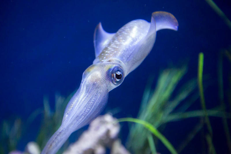 Astonishing facts, The fastest animal, The most aggressive, The most vengeful, The biggest brain proportionally, The smallest egg, The most lethal venom, The strongest bite, The fastest swimmer, The sleepiest animal, The longest-lived, The most poisonous on land, The loudest insect, The quickest color changer, The best construction worker, The most romantic (perhaps), The stickiest, The best jumper, The largest animal, The deepest call, The oldest insect, The best dancer, The most prolific breeder, The most electrifying, The greatest migrator