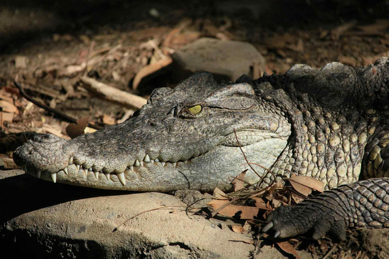 Astonishing facts, The fastest animal, The most aggressive, The most vengeful, The biggest brain proportionally, The smallest egg, The most lethal venom, The strongest bite, The fastest swimmer, The sleepiest animal, The longest-lived, The most poisonous on land, The loudest insect, The quickest color changer, The best construction worker, The most romantic (perhaps), The stickiest, The best jumper, The largest animal, The deepest call, The oldest insect, The best dancer, The most prolific breeder, The most electrifying, The greatest migrator