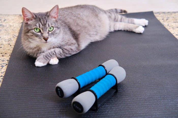 猫が筋トレやストレッチの邪魔をする4つの理由, 1.飼い主さんのそばにいたい, 2.飼い主さんの動きを観察したい, 3.飼い主さんに抗議したい, 4.道具の匂いを確認したい, 可愛いけど…ケガ防止のために注意したいこと