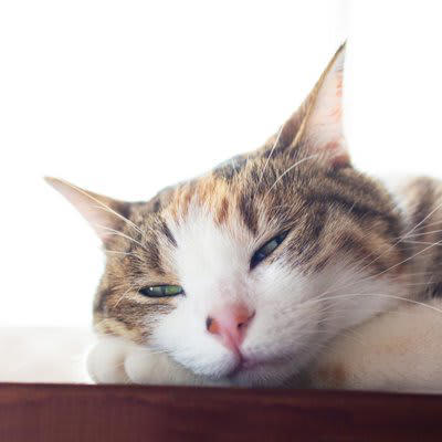 1.トロンとした目つき, 2.毛づくろいに着手する, 3.ふみふみする, 安眠のためのアドバイス