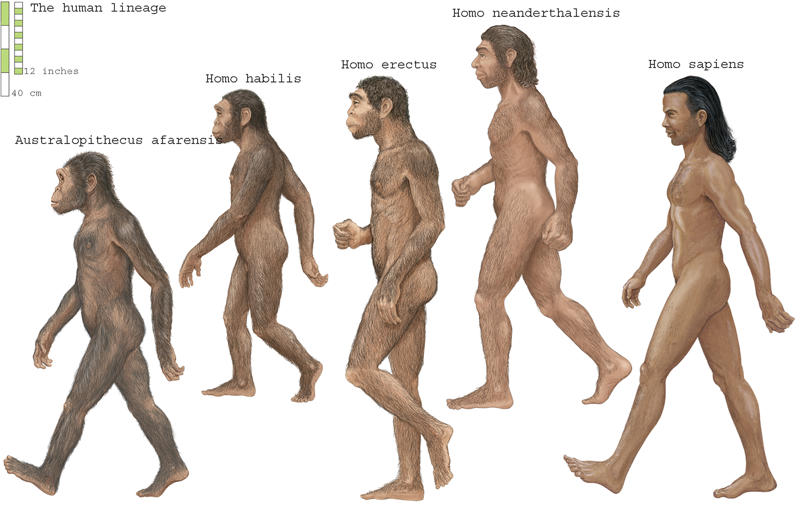 The link between species New discovery, Face remains, Unknown ancestor, Oldest remains, Homo Erectus?, Eastern Europe, The link between species, Timing human entry into Western Europe, Waves of migration, Large blank periods, Norther Spain cave