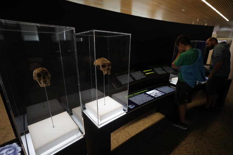 New discovery New discovery, Face remains, Unknown ancestor, Oldest remains, Homo Erectus?, Eastern Europe, The link between species, Timing human entry into Western Europe, Waves of migration, Large blank periods, Norther Spain cave