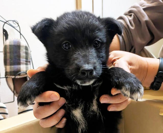 心ある発見者がすぐに動物病院へと走ってくれた, 踊り場に来る前は、木陰などをさまよっていた可能性, 「生き抜いてくれて本当にありがとう」, 温かい家で先住犬ときょうだいのように過ごす日々