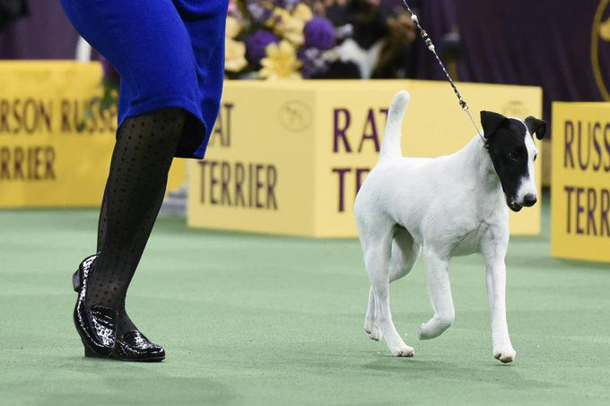 Wire fox terrier, Scottish terrier, English springer spaniel, Standard poodle, Pekingese, Airedale terrier, American cocker spaniel, Doberman Pinscher, Smooth fox terrier, Sealyham terrier, About the expert, Why trust us, Sources: