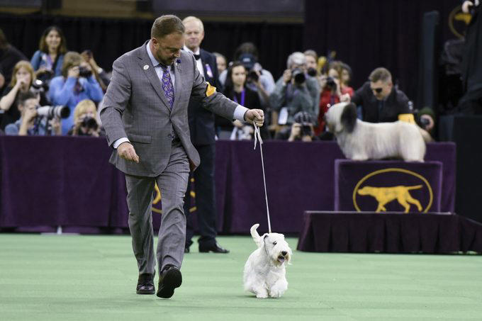 Wire fox terrier, Scottish terrier, English springer spaniel, Standard poodle, Pekingese, Airedale terrier, American cocker spaniel, Doberman Pinscher, Smooth fox terrier, Sealyham terrier, About the expert, Why trust us, Sources: