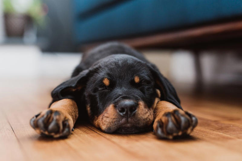 Female Black Dog Names, Male Black Dog Names , Pop Culture-Inspired Black Dog Names , Nature-Inspired Black Dog Names, Celestial Black Dog Names 