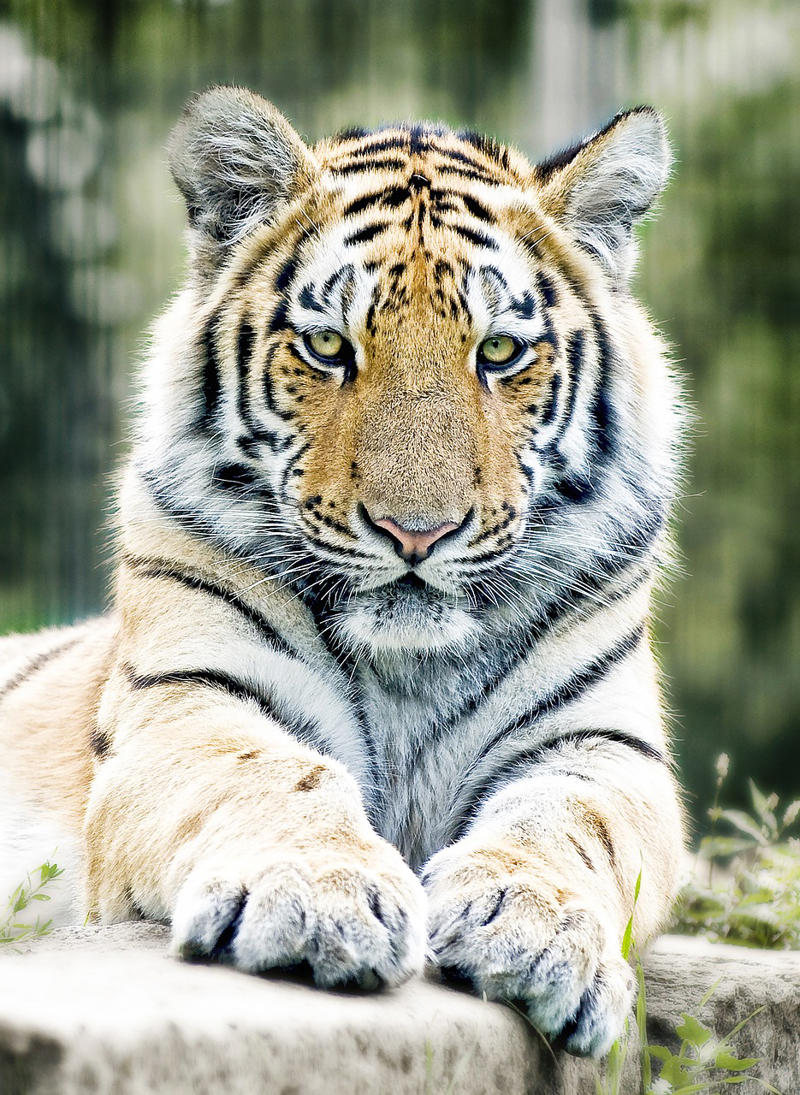 The Unexpected Transformation of Public Perception, Tigers: The Striped Ambassadors of Change, African Lions: From Hunters to Protectors, Leopards: The Elusive Stars of Night Safari, Jaguars: The Amazonian Jewels Drawing Ecotourists, Snow Leopards: The Ghost Cats of the Himalayas, Cheetahs: The Racing Icons of Conservation, Pumas: The American Survivors, Lynx: The Mysterious Cats of the North, The Technology Revolution in Big Cat Tourism, The Economic Engine of Conservation, Social Media and the Viral Nature of Big Cat Conservation, The Dark Side of Big Cat Tourism, Indigenous Communities Leading the Way, The Future of Big Cat Conservation Tourism