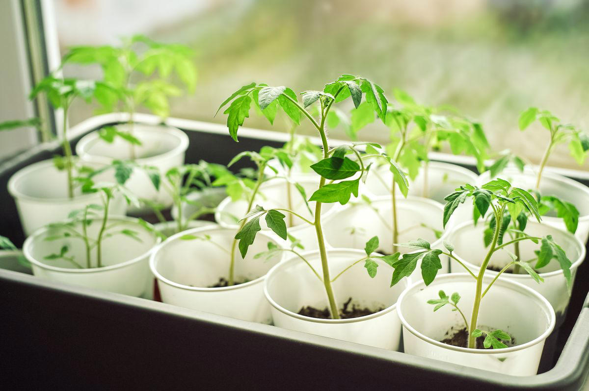 How to Tell Your Plants Need Watering, The Best Way to Water Tomatoes, How Often to Water Seedlings, How Often to Water Young Plants, How Often to Water Mature Plants, Other Factors to Consider When Watering