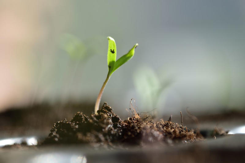 How to Tell Your Plants Need Watering, The Best Way to Water Tomatoes, How Often to Water Seedlings, How Often to Water Young Plants, How Often to Water Mature Plants, Other Factors to Consider When Watering