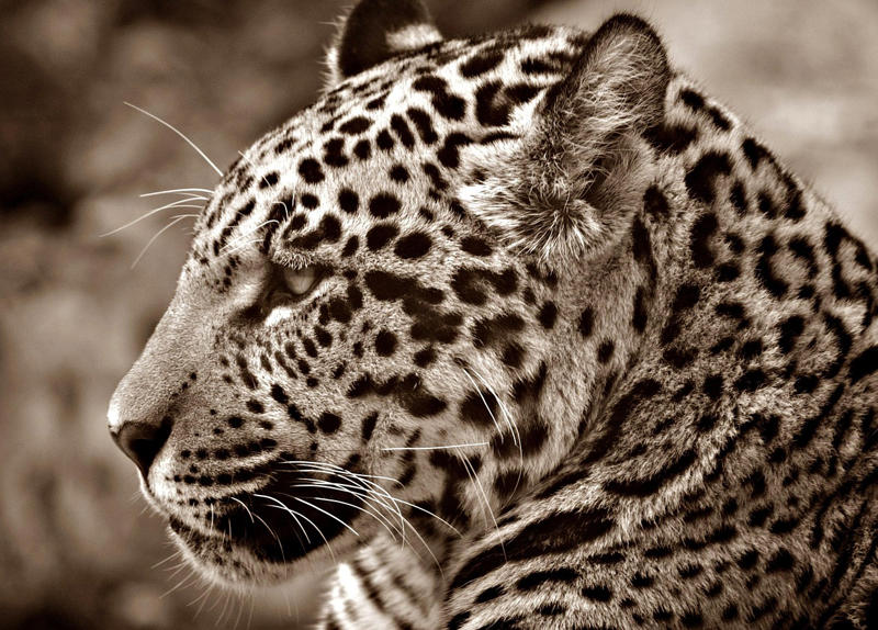 These 10 Ancient Cats Likely Inspired Mythological Beasts The Saber-Toothed Cat That Sparked Dragon Legends, Cave Lions: The Real Kings of Ancient Beasts, The American Lion That Dwarfed Modern Big Cats, Giant Cheetahs: The Speed Demons of Prehistory, The Scimitar Cat's Blade-Like Legacy, Dinofelis: The False Saber-Tooth That Terrorized Africa, The Eurasian Cave Lion's Mystical Presence, Miracinonyx: The Puma That Thought It Was a Cheetah, The Jaguar's Ancient Shapeshifting Ancestors, Machairodus: The Original Saber-Toothed Nightmare