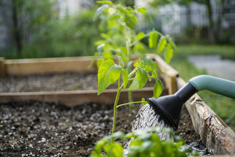 How to Tell Your Plants Need Watering, The Best Way to Water Tomatoes, How Often to Water Seedlings, How Often to Water Young Plants, How Often to Water Mature Plants, Other Factors to Consider When Watering
