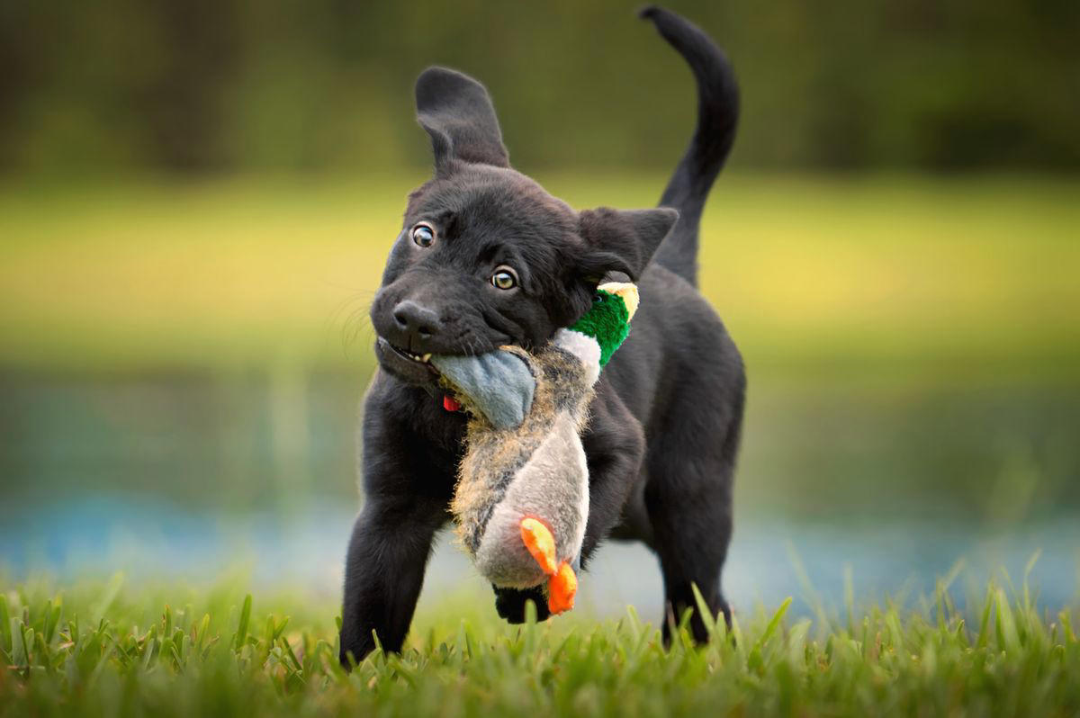 Female Black Dog Names, Male Black Dog Names , Pop Culture-Inspired Black Dog Names , Nature-Inspired Black Dog Names, Celestial Black Dog Names 