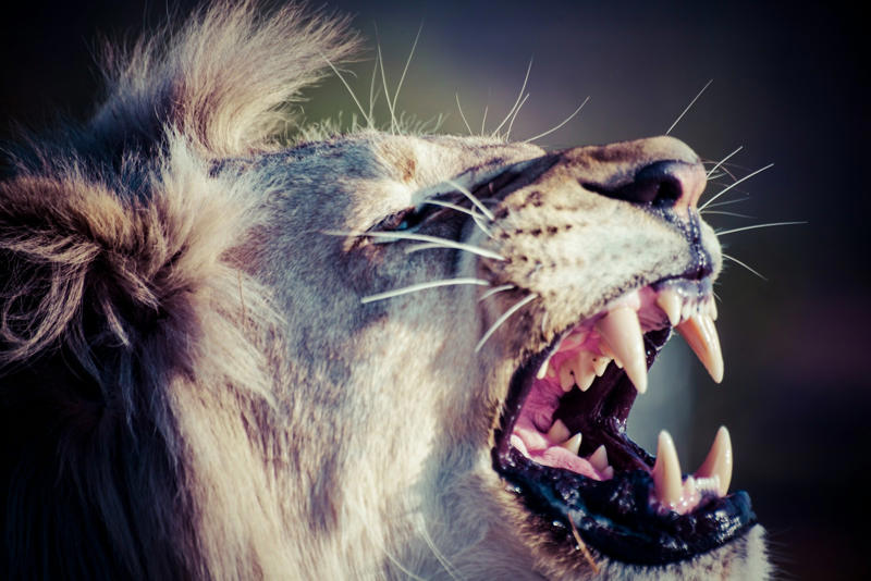 7 Ancient Feline Predators Bigger Than Modern Lions The Mighty Smilodon: Saber-Toothed Superstar, American Lion: The Biggest Cat North America Ever Saw, Homotherium: The Scimitar-Toothed Hunter, Megantereon: The Stocky Saber-Tooth with Attitude, Panthera fossilis: The European Giant Cat, Machairodus giganteus: The Ancient Blade-Toothed Titan, Panthera spelaea: The Legendary Cave Lion, Barbourofelis: The Ancient Cat-Bear Hybrid, Paramachairodus: The Early Saber-Toothed Sprinter, Xenosmilus: The “Cookie-Cutter” Cat, Dinofelis: The Terror of the Ancient Forests, Pseudaelurus: The Cat Who Started It All, Panthera blytheae: The Oldest Big Cat, Thylacosmilus: The Saber-Tooth That Wasn’t a Cat, Panthera leo fossilis: The Lion Before Lions, Machairodus aphanistus: The Stealthy Giant, Panthera palaeosinensis: The Dawn Panther, Amphimachairodus: The Heavyweight Saber-Tooth, Adelphailurus kansensis: The Kansas King, Panthera zdanskyi: The “Dragon Cat”, Panthera shawi: The African Megalion, Ischrosmilus gracilis: The Graceful Hunter, Stenailurus teilhardi: The Chinese Saber-Tooth, Pogonodon: The “Bearded” Cat, Lokotunjailurus: The African Saber-Tooth Specialist