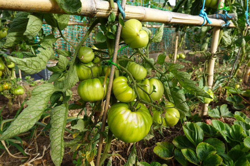 How to Tell Your Plants Need Watering, The Best Way to Water Tomatoes, How Often to Water Seedlings, How Often to Water Young Plants, How Often to Water Mature Plants, Other Factors to Consider When Watering