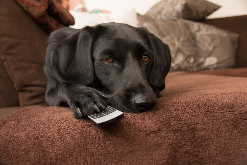 Female Black Dog Names, Male Black Dog Names , Pop Culture-Inspired Black Dog Names , Nature-Inspired Black Dog Names, Celestial Black Dog Names 