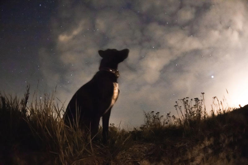Female Black Dog Names, Male Black Dog Names , Pop Culture-Inspired Black Dog Names , Nature-Inspired Black Dog Names, Celestial Black Dog Names 