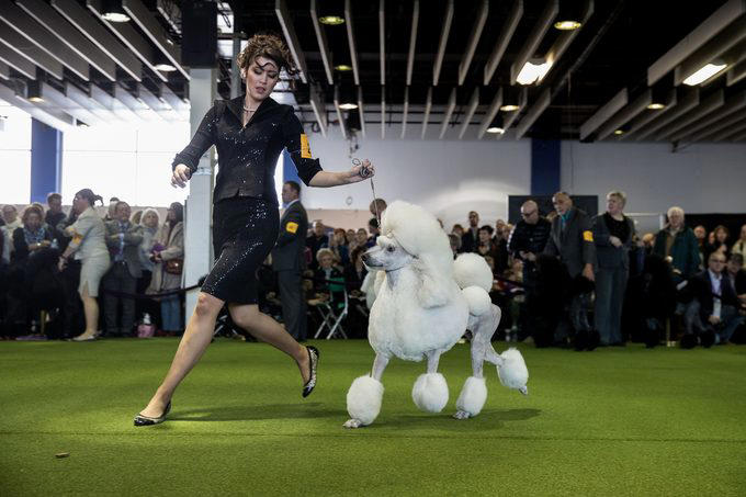 Wire fox terrier, Scottish terrier, English springer spaniel, Standard poodle, Pekingese, Airedale terrier, American cocker spaniel, Doberman Pinscher, Smooth fox terrier, Sealyham terrier, About the expert, Why trust us, Sources: