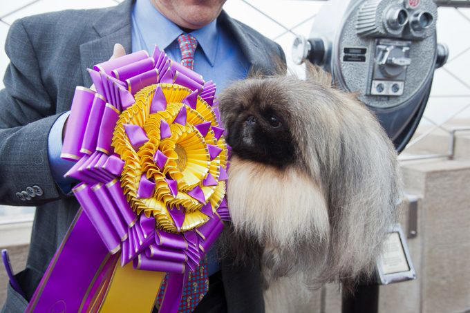 Wire fox terrier, Scottish terrier, English springer spaniel, Standard poodle, Pekingese, Airedale terrier, American cocker spaniel, Doberman Pinscher, Smooth fox terrier, Sealyham terrier, About the expert, Why trust us, Sources: