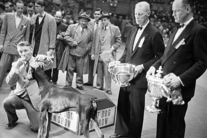 Wire fox terrier, Scottish terrier, English springer spaniel, Standard poodle, Pekingese, Airedale terrier, American cocker spaniel, Doberman Pinscher, Smooth fox terrier, Sealyham terrier, About the expert, Why trust us, Sources:
