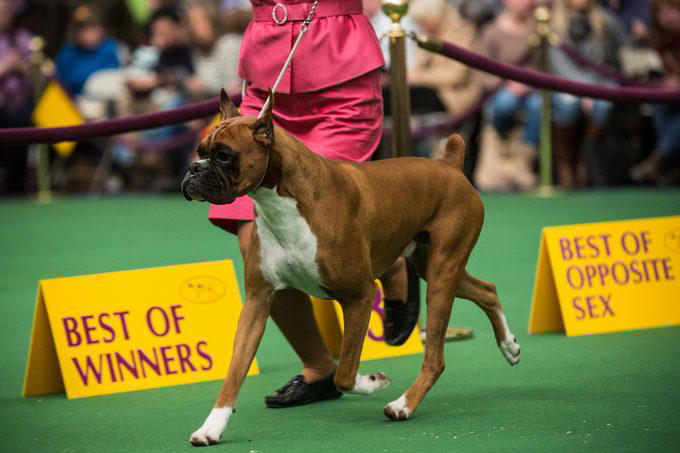 Wire fox terrier, Scottish terrier, English springer spaniel, Standard poodle, Pekingese, Airedale terrier, American cocker spaniel, Doberman Pinscher, Smooth fox terrier, Sealyham terrier, About the expert, Why trust us, Sources: