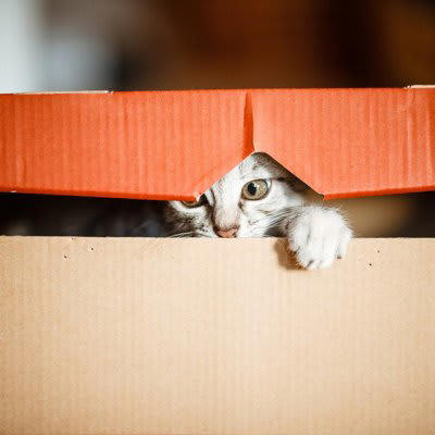 猫が箱に入りたがる理由, 2.ワクワクする, 猫に愛される箱の条件, 体にフィットする大きさ, 枕になる縁がある箱, 保温性がある素材