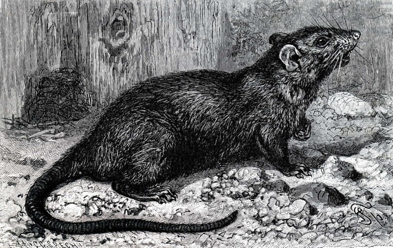 What was the Black Death?, Black rat, Outbreak, Spread to Italy, The Black Death arrives in France, Iberia infected, The plague visits the Holy Roman Empire, Germany infected, The plague and pogroms, Scandinavia succumbs, The bacterium spreads beyond Europe, Suffering the Black Death, Crude treatments, Burying the dead, Aftermath, Digging up the past