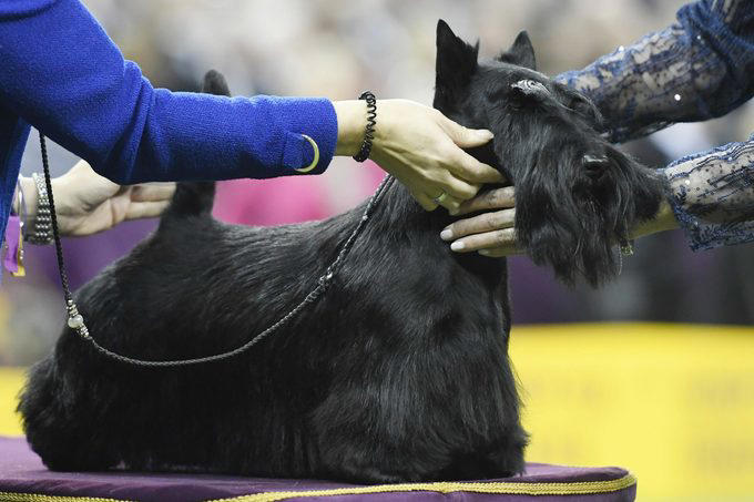 Wire fox terrier, Scottish terrier, English springer spaniel, Standard poodle, Pekingese, Airedale terrier, American cocker spaniel, Doberman Pinscher, Smooth fox terrier, Sealyham terrier, About the expert, Why trust us, Sources: