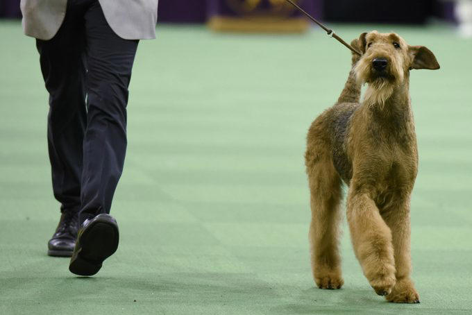 Wire fox terrier, Scottish terrier, English springer spaniel, Standard poodle, Pekingese, Airedale terrier, American cocker spaniel, Doberman Pinscher, Smooth fox terrier, Sealyham terrier, About the expert, Why trust us, Sources: