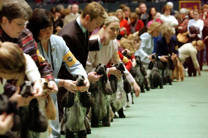 Wire fox terrier, Scottish terrier, English springer spaniel, Standard poodle, Pekingese, Airedale terrier, American cocker spaniel, Doberman Pinscher, Smooth fox terrier, Sealyham terrier, About the expert, Why trust us, Sources: