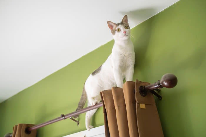 パートナーとなる猫を選ぶときのポイント, 猫を選ぶときの考え方, 3.単頭飼育と多頭飼育, 4.飼い主の家族構成, 性別や品種よりも個性の方が大きいケースも