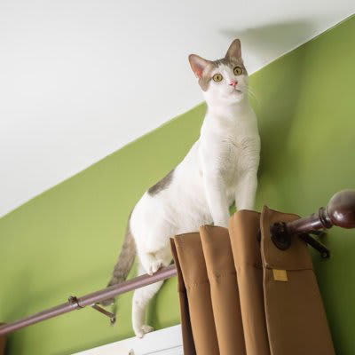 パートナーとなる猫を選ぶときのポイント, 猫を選ぶときの考え方, 3.単頭飼育と多頭飼育, 4.飼い主の家族構成, 性別や品種よりも個性の方が大きいケースも