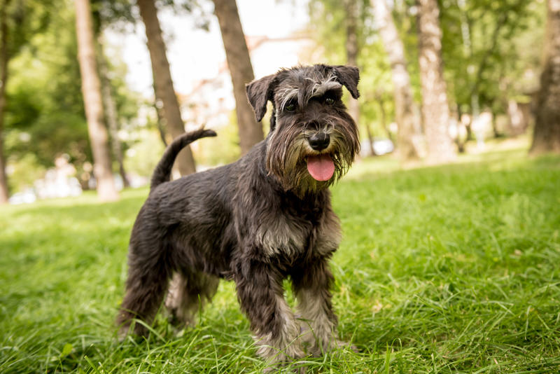 Border collie, German shepherd, Australian cattle dog, Golden retriever, Labrador retriever, Papillion, Miniature schnauzer, Australian shepherd
