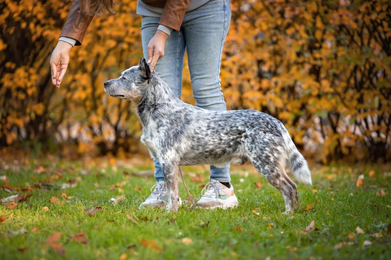 Border collie, German shepherd, Australian cattle dog, Golden retriever, Labrador retriever, Papillion, Miniature schnauzer, Australian shepherd