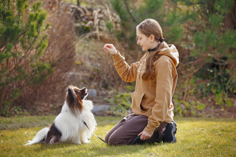 Border collie, German shepherd, Australian cattle dog, Golden retriever, Labrador retriever, Papillion, Miniature schnauzer, Australian shepherd