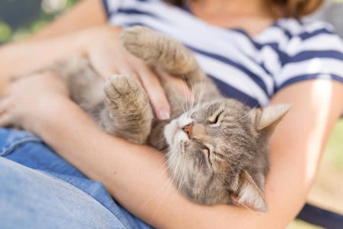 パートナーとなる猫を選ぶときのポイント, 猫を選ぶときの考え方, 3.単頭飼育と多頭飼育, 4.飼い主の家族構成, 性別や品種よりも個性の方が大きいケースも