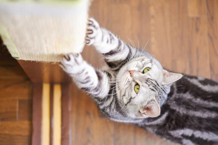 パートナーとなる猫を選ぶときのポイント, 猫を選ぶときの考え方, 3.単頭飼育と多頭飼育, 4.飼い主の家族構成, 性別や品種よりも個性の方が大きいケースも