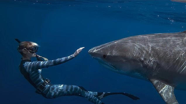 7. Shark Whisperer - 6,100,000 views 10. Raid 2 - 4,900,000 views, 9. Grown Ups 2 - 5,600,000 views, 8. Plane - 5,800,000 views, 7. Shark Whisperer - 6,100,000 views, 6. Trainwreck: Poop Cruise - 7,100,000 views, 5. Trainwreck: The Cult of American Apparel - 7,800,000 views, 4. The Old Guard - 9,500,000 views, 3. Infinite - 10,400,000 views, 2. KPop Demon Hunters - 22,700,000 views, 1. The Old Guard 2 - 37,500,000