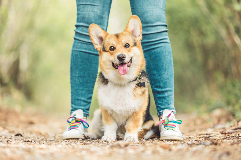 4) Pembroke Welsh Corgi 1) Dachshund, 2) Shiba Inu, 3) Golden Retriever, 4) Pembroke Welsh Corgi, 5) Pomeranian, 6) Siberian Husky, 7) Samoyed, 8) Toy Poodle, 9) Papillon, 10) Bichon Frisé, 11) Newfoundland, 12) Chow-chow, 13) Maltipoo, 14) Border Collie, 16) Shih Tzu, 17) Australian Shepherd, 18) American Staffordshire Terrier, 19) Beagle, 20) Shetland Sheepdog, 21) Yorkshire Terrier, 22) French Bulldog, 23) English Setter, 24) Bernese Mountain Dog, 25) Dalmatian, 27) Cairn Terrier, 29) Soft Coated Wheaten Terrier, 30) Welsh Springer Spaniel, 31) Cocker Spaniel, 32) Brittany, 33) Basenji, 34) Bearded Collie, 35) Great Dane