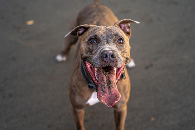18) American Staffordshire Terrier 1) Dachshund, 2) Shiba Inu, 3) Golden Retriever, 4) Pembroke Welsh Corgi, 5) Pomeranian, 6) Siberian Husky, 7) Samoyed, 8) Toy Poodle, 9) Papillon, 10) Bichon Frisé, 11) Newfoundland, 12) Chow-chow, 13) Maltipoo, 14) Border Collie, 16) Shih Tzu, 17) Australian Shepherd, 18) American Staffordshire Terrier, 19) Beagle, 20) Shetland Sheepdog, 21) Yorkshire Terrier, 22) French Bulldog, 23) English Setter, 24) Bernese Mountain Dog, 25) Dalmatian, 27) Cairn Terrier, 29) Soft Coated Wheaten Terrier, 30) Welsh Springer Spaniel, 31) Cocker Spaniel, 32) Brittany, 33) Basenji, 34) Bearded Collie, 35) Great Dane