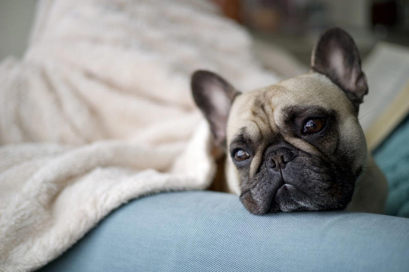 22) French Bulldog 1) Dachshund, 2) Shiba Inu, 3) Golden Retriever, 4) Pembroke Welsh Corgi, 5) Pomeranian, 6) Siberian Husky, 7) Samoyed, 8) Toy Poodle, 9) Papillon, 10) Bichon Frisé, 11) Newfoundland, 12) Chow-chow, 13) Maltipoo, 14) Border Collie, 16) Shih Tzu, 17) Australian Shepherd, 18) American Staffordshire Terrier, 19) Beagle, 20) Shetland Sheepdog, 21) Yorkshire Terrier, 22) French Bulldog, 23) English Setter, 24) Bernese Mountain Dog, 25) Dalmatian, 27) Cairn Terrier, 29) Soft Coated Wheaten Terrier, 30) Welsh Springer Spaniel, 31) Cocker Spaniel, 32) Brittany, 33) Basenji, 34) Bearded Collie, 35) Great Dane