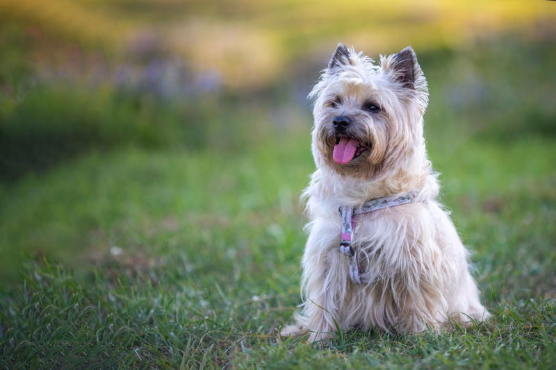 27) Cairn Terrier 1) Dachshund, 2) Shiba Inu, 3) Golden Retriever, 4) Pembroke Welsh Corgi, 5) Pomeranian, 6) Siberian Husky, 7) Samoyed, 8) Toy Poodle, 9) Papillon, 10) Bichon Frisé, 11) Newfoundland, 12) Chow-chow, 13) Maltipoo, 14) Border Collie, 16) Shih Tzu, 17) Australian Shepherd, 18) American Staffordshire Terrier, 19) Beagle, 20) Shetland Sheepdog, 21) Yorkshire Terrier, 22) French Bulldog, 23) English Setter, 24) Bernese Mountain Dog, 25) Dalmatian, 27) Cairn Terrier, 29) Soft Coated Wheaten Terrier, 30) Welsh Springer Spaniel, 31) Cocker Spaniel, 32) Brittany, 33) Basenji, 34) Bearded Collie, 35) Great Dane