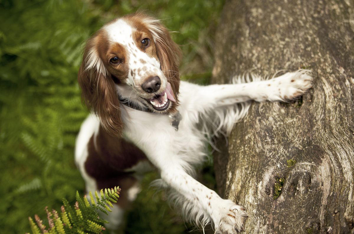 30) Welsh Springer Spaniel 1) Dachshund, 2) Shiba Inu, 3) Golden Retriever, 4) Pembroke Welsh Corgi, 5) Pomeranian, 6) Siberian Husky, 7) Samoyed, 8) Toy Poodle, 9) Papillon, 10) Bichon Frisé, 11) Newfoundland, 12) Chow-chow, 13) Maltipoo, 14) Border Collie, 16) Shih Tzu, 17) Australian Shepherd, 18) American Staffordshire Terrier, 19) Beagle, 20) Shetland Sheepdog, 21) Yorkshire Terrier, 22) French Bulldog, 23) English Setter, 24) Bernese Mountain Dog, 25) Dalmatian, 27) Cairn Terrier, 29) Soft Coated Wheaten Terrier, 30) Welsh Springer Spaniel, 31) Cocker Spaniel, 32) Brittany, 33) Basenji, 34) Bearded Collie, 35) Great Dane