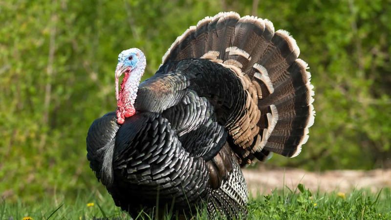 Understanding Wild Turkey Habitat Preferences, Prime Locations in the Eastern United States, Western Turkey Spotting Opportunities, Midwestern Turkey Territories, Southern Turkey Hotspots, Urban and Suburban Turkey Encounters, Seasonal Considerations for Turkey Spotting, Public Lands Access for Turkey Viewing, Turkey Spotting Techniques and Tips, Ethical Considerations When Viewing Wild Turkeys, Conservation Success and Current Challenges