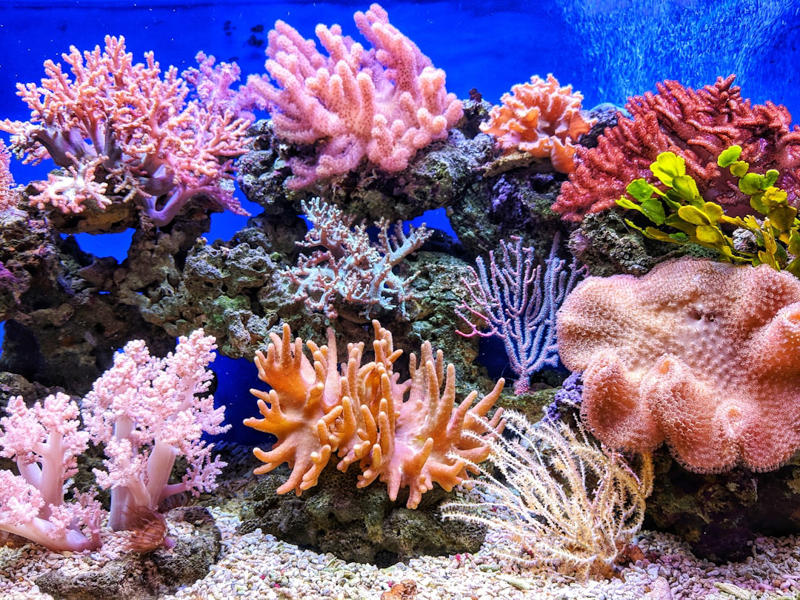 10. Sea Sponges, 9. Jellyfish, 8. Sea Stars, 7. Sea Urchins, 6. Corals, 5. Sea Cucumbers, 4. Clams, 3. Oysters, 2. Flatworms, 1. Hydra