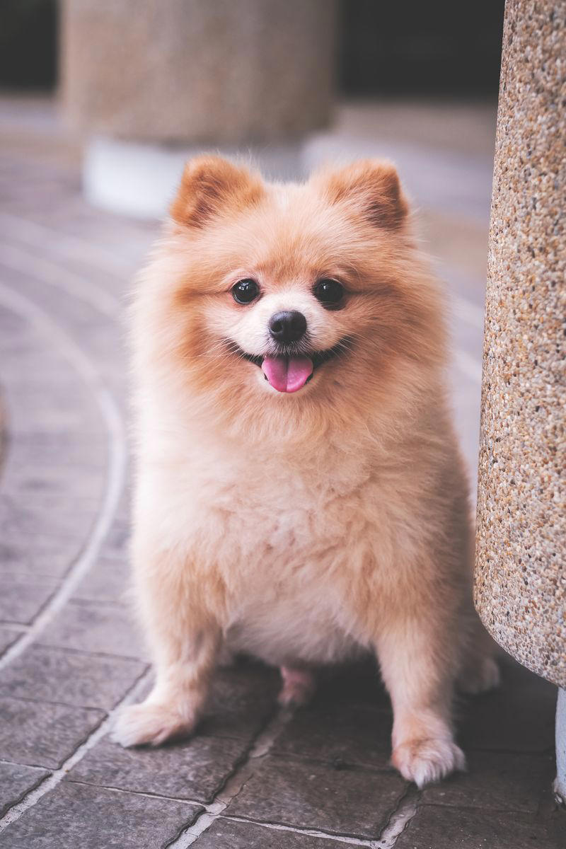 5) Pomeranian 1) Dachshund, 2) Shiba Inu, 3) Golden Retriever, 4) Pembroke Welsh Corgi, 5) Pomeranian, 6) Siberian Husky, 7) Samoyed, 8) Toy Poodle, 9) Papillon, 10) Bichon Frisé, 11) Newfoundland, 12) Chow-chow, 13) Maltipoo, 14) Border Collie, 16) Shih Tzu, 17) Australian Shepherd, 18) American Staffordshire Terrier, 19) Beagle, 20) Shetland Sheepdog, 21) Yorkshire Terrier, 22) French Bulldog, 23) English Setter, 24) Bernese Mountain Dog, 25) Dalmatian, 27) Cairn Terrier, 29) Soft Coated Wheaten Terrier, 30) Welsh Springer Spaniel, 31) Cocker Spaniel, 32) Brittany, 33) Basenji, 34) Bearded Collie, 35) Great Dane