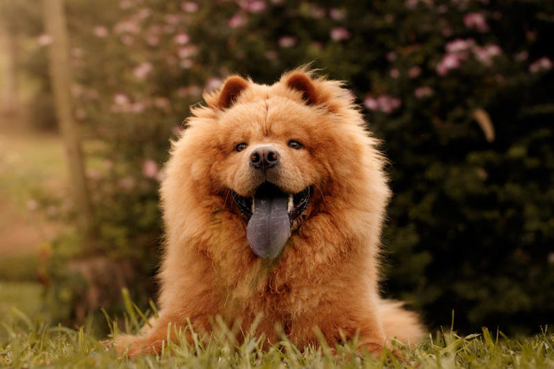 12) Chow-chow 1) Dachshund, 2) Shiba Inu, 3) Golden Retriever, 4) Pembroke Welsh Corgi, 5) Pomeranian, 6) Siberian Husky, 7) Samoyed, 8) Toy Poodle, 9) Papillon, 10) Bichon Frisé, 11) Newfoundland, 12) Chow-chow, 13) Maltipoo, 14) Border Collie, 16) Shih Tzu, 17) Australian Shepherd, 18) American Staffordshire Terrier, 19) Beagle, 20) Shetland Sheepdog, 21) Yorkshire Terrier, 22) French Bulldog, 23) English Setter, 24) Bernese Mountain Dog, 25) Dalmatian, 27) Cairn Terrier, 29) Soft Coated Wheaten Terrier, 30) Welsh Springer Spaniel, 31) Cocker Spaniel, 32) Brittany, 33) Basenji, 34) Bearded Collie, 35) Great Dane