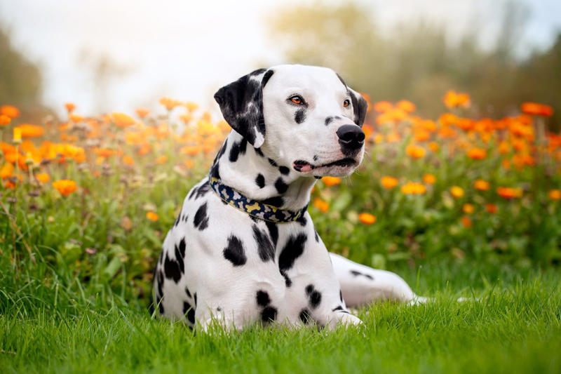 25) Dalmatian 1) Dachshund, 2) Shiba Inu, 3) Golden Retriever, 4) Pembroke Welsh Corgi, 5) Pomeranian, 6) Siberian Husky, 7) Samoyed, 8) Toy Poodle, 9) Papillon, 10) Bichon Frisé, 11) Newfoundland, 12) Chow-chow, 13) Maltipoo, 14) Border Collie, 16) Shih Tzu, 17) Australian Shepherd, 18) American Staffordshire Terrier, 19) Beagle, 20) Shetland Sheepdog, 21) Yorkshire Terrier, 22) French Bulldog, 23) English Setter, 24) Bernese Mountain Dog, 25) Dalmatian, 27) Cairn Terrier, 29) Soft Coated Wheaten Terrier, 30) Welsh Springer Spaniel, 31) Cocker Spaniel, 32) Brittany, 33) Basenji, 34) Bearded Collie, 35) Great Dane