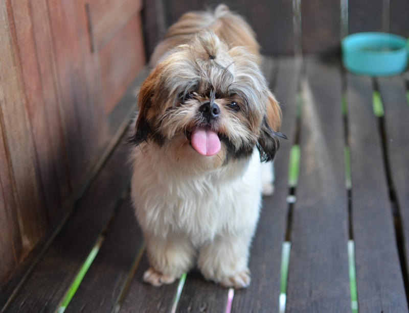 16) Shih Tzu 1) Dachshund, 2) Shiba Inu, 3) Golden Retriever, 4) Pembroke Welsh Corgi, 5) Pomeranian, 6) Siberian Husky, 7) Samoyed, 8) Toy Poodle, 9) Papillon, 10) Bichon Frisé, 11) Newfoundland, 12) Chow-chow, 13) Maltipoo, 14) Border Collie, 16) Shih Tzu, 17) Australian Shepherd, 18) American Staffordshire Terrier, 19) Beagle, 20) Shetland Sheepdog, 21) Yorkshire Terrier, 22) French Bulldog, 23) English Setter, 24) Bernese Mountain Dog, 25) Dalmatian, 27) Cairn Terrier, 29) Soft Coated Wheaten Terrier, 30) Welsh Springer Spaniel, 31) Cocker Spaniel, 32) Brittany, 33) Basenji, 34) Bearded Collie, 35) Great Dane
